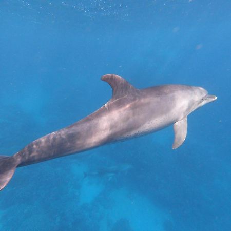 Dolphin Continental Hotel El Qoseir ภายนอก รูปภาพ