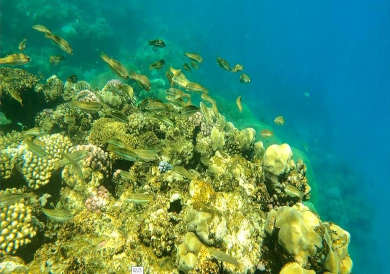 Dolphin Continental Hotel El Qoseir ภายนอก รูปภาพ