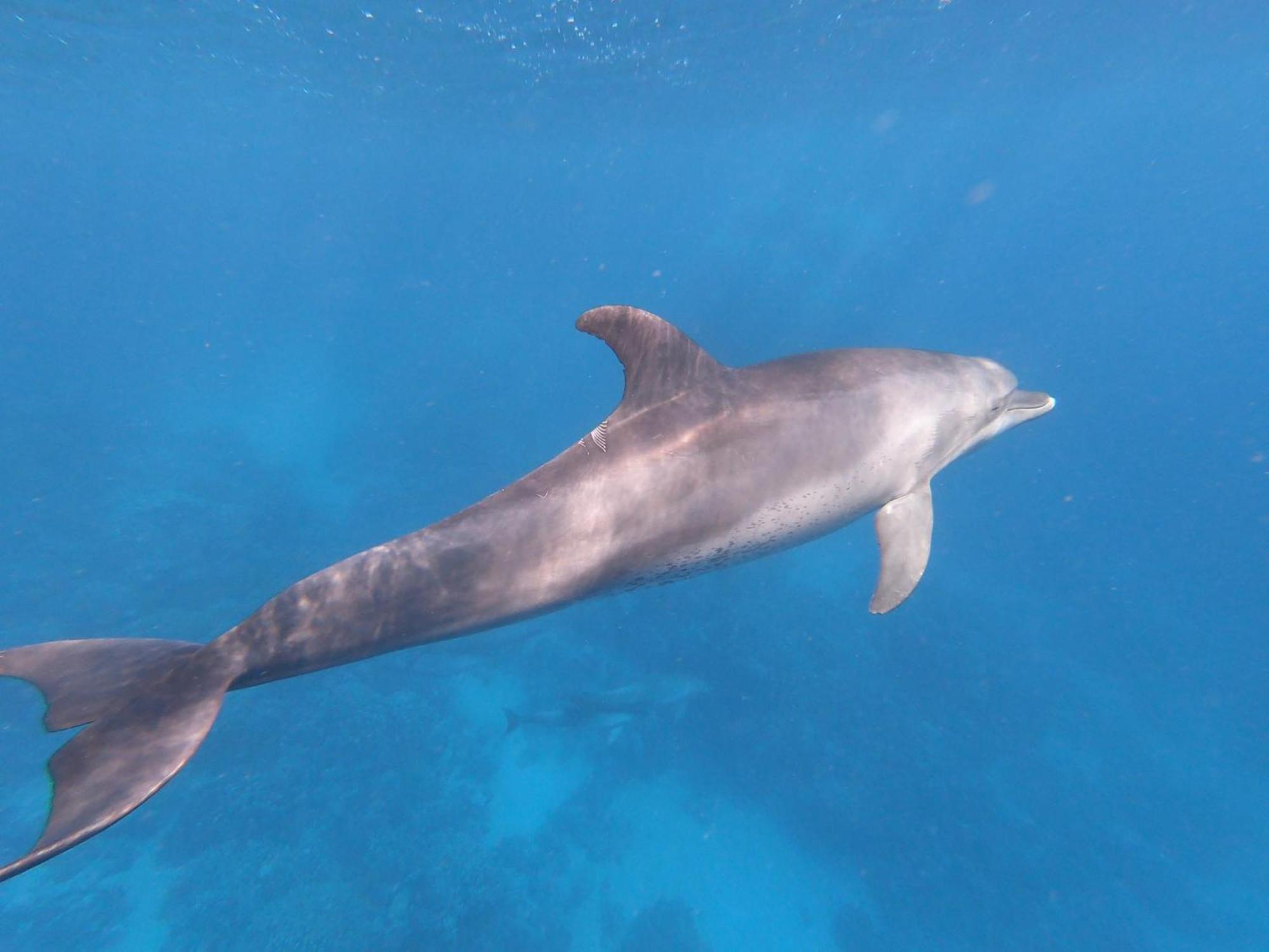 Dolphin Continental Hotel El Qoseir ภายนอก รูปภาพ